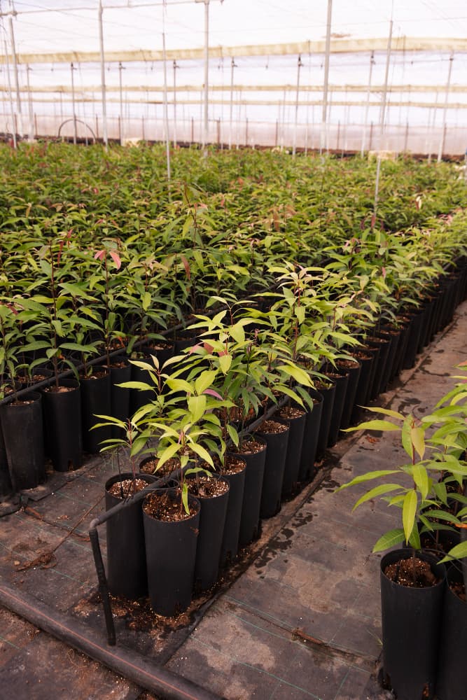 Allée de serre bordée de rangées serrées de jeunes plants en godets noirs, arrosés par un réseau de goutte-à-goutte.