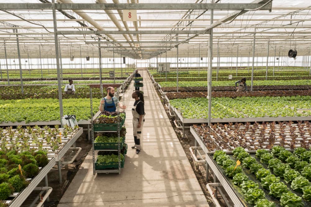 Équipe préparant des caisses de plants dans une serre aux cultures de salades disposées en rangées.