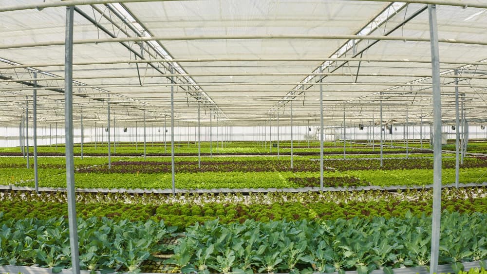 Vue d'ensemble d'une serre industrielle avec des rangées de plants maraîchers verts et pourpres à perte de vue.