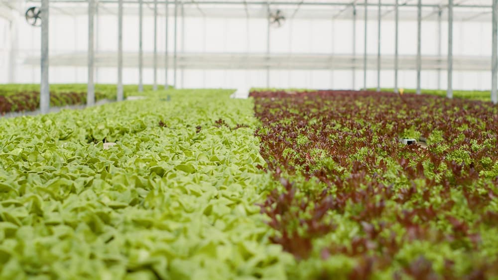 Planches de culture en serre avec plants à feuilles vertes et pourpres, éclairage naturel diffus.